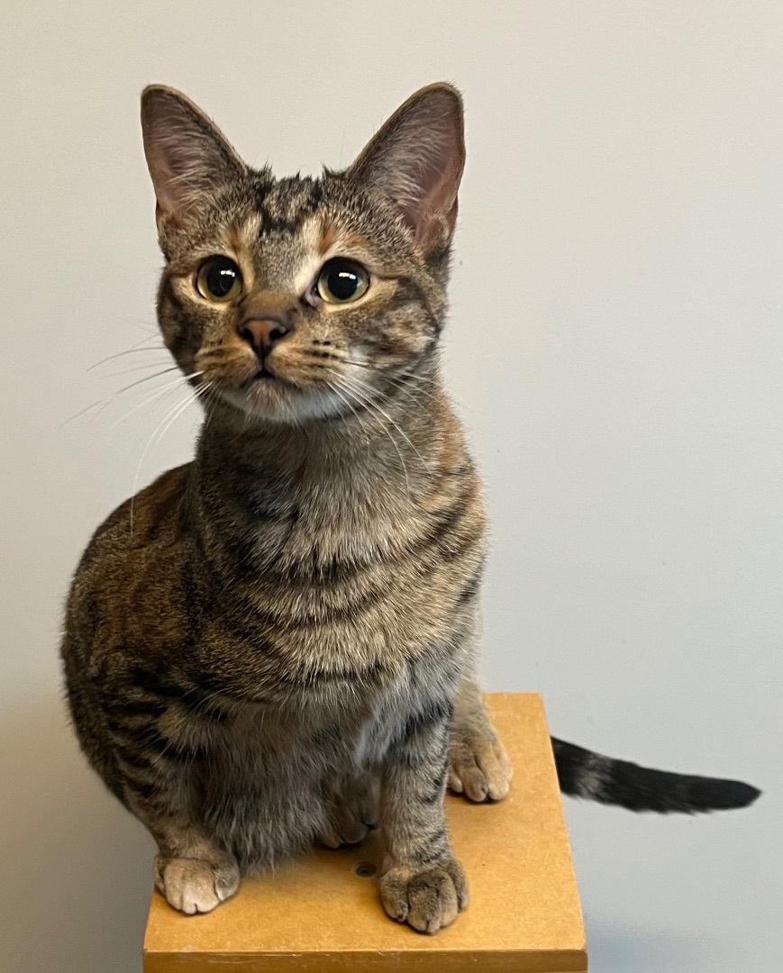 Cruella, a Adoptable Tabby in Independence, MO image 4/12