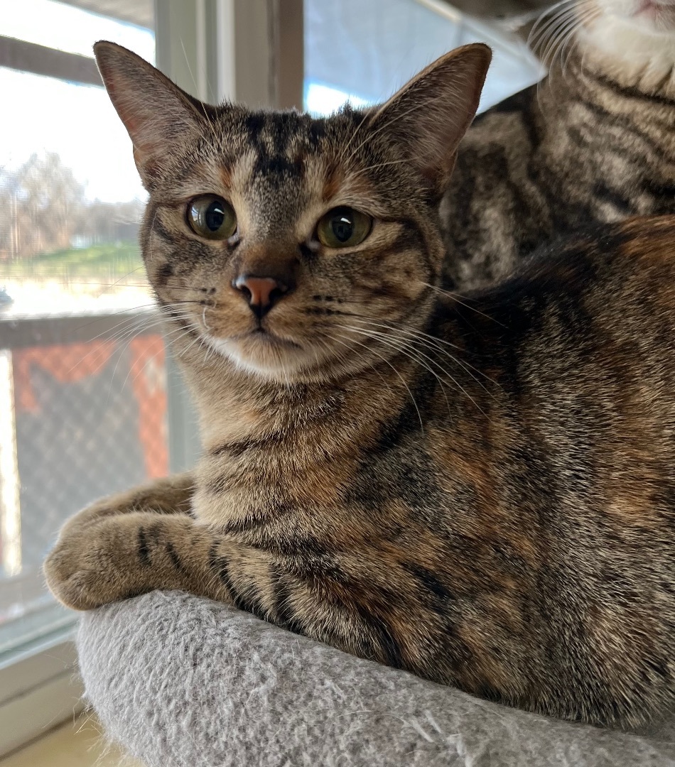 Cruella, a Adoptable Tabby in Independence, MO image 5/12