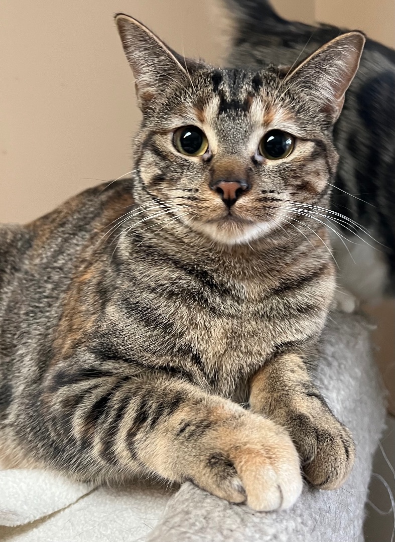 Cruella, a Adoptable Tabby in Independence, MO image 6/12