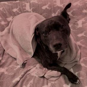 Enlarge Frankie, a Adoptable mixed breed in Williston, FL image 1/6