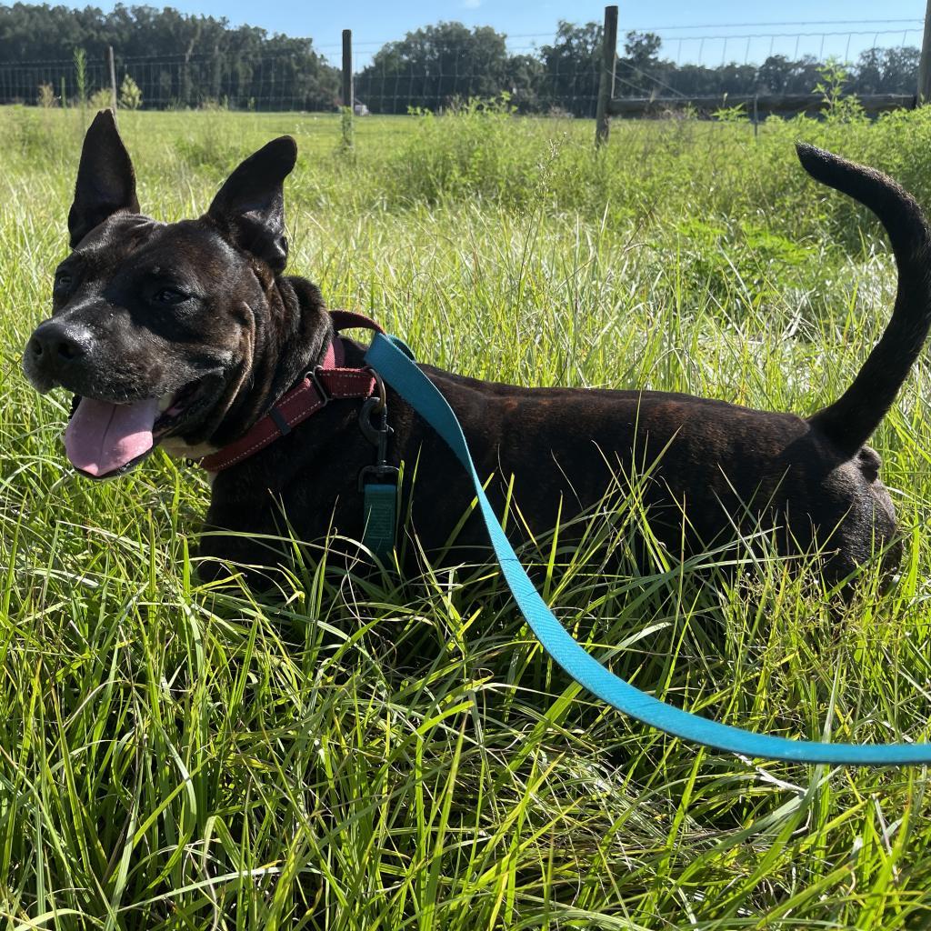 Enlarge Frankie, a Adoptable mixed breed in Williston, FL image 2/6