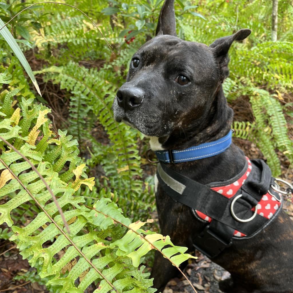 Enlarge Frankie, a Adoptable mixed breed in Williston, FL image 3/6