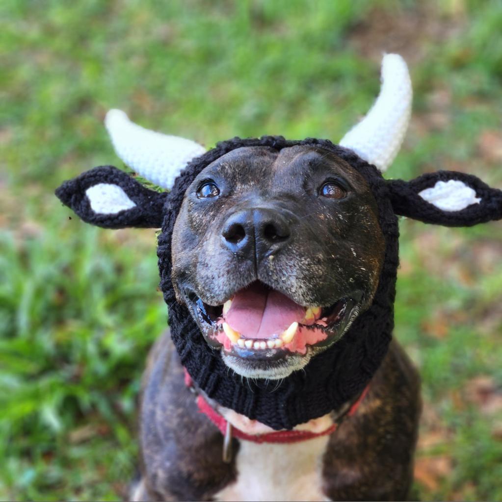 Enlarge Frankie, a Adoptable mixed breed in Williston, FL image 4/6