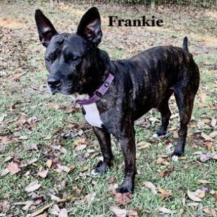 Enlarge Frankie, a Adoptable mixed breed in Williston, FL image 5/6