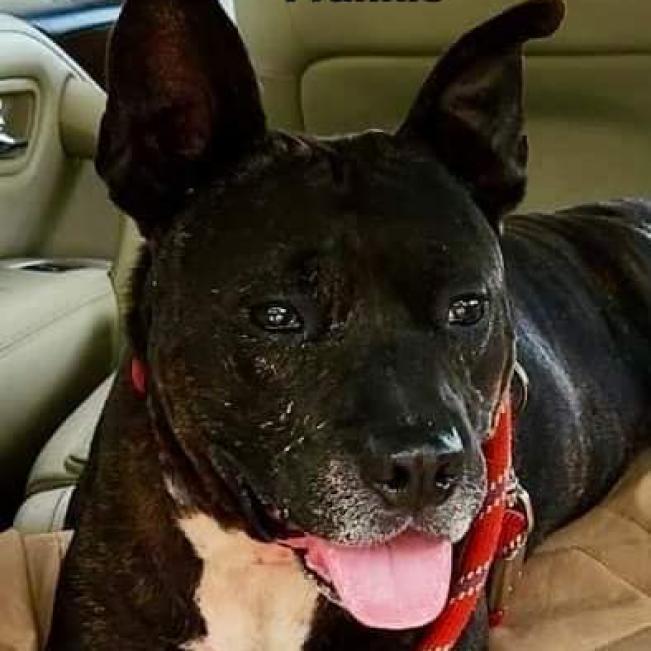 Enlarge Frankie, a Adoptable mixed breed in Williston, FL image 6/6