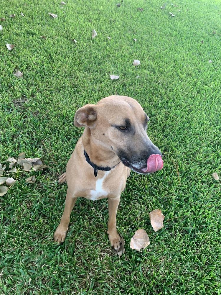 Enlarge Delilah, a Adoptable mixed breed in Richardson, TX image 1/6