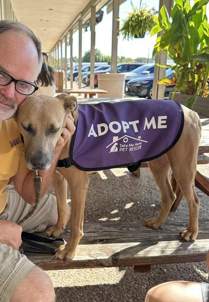 Enlarge Delilah, a Adoptable mixed breed in Richardson, TX image 2/6