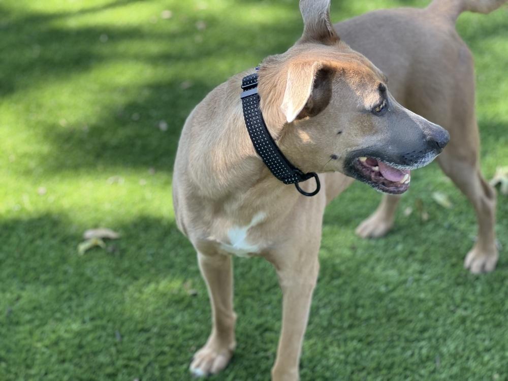 Enlarge Delilah, a Adoptable mixed breed in Richardson, TX image 3/6