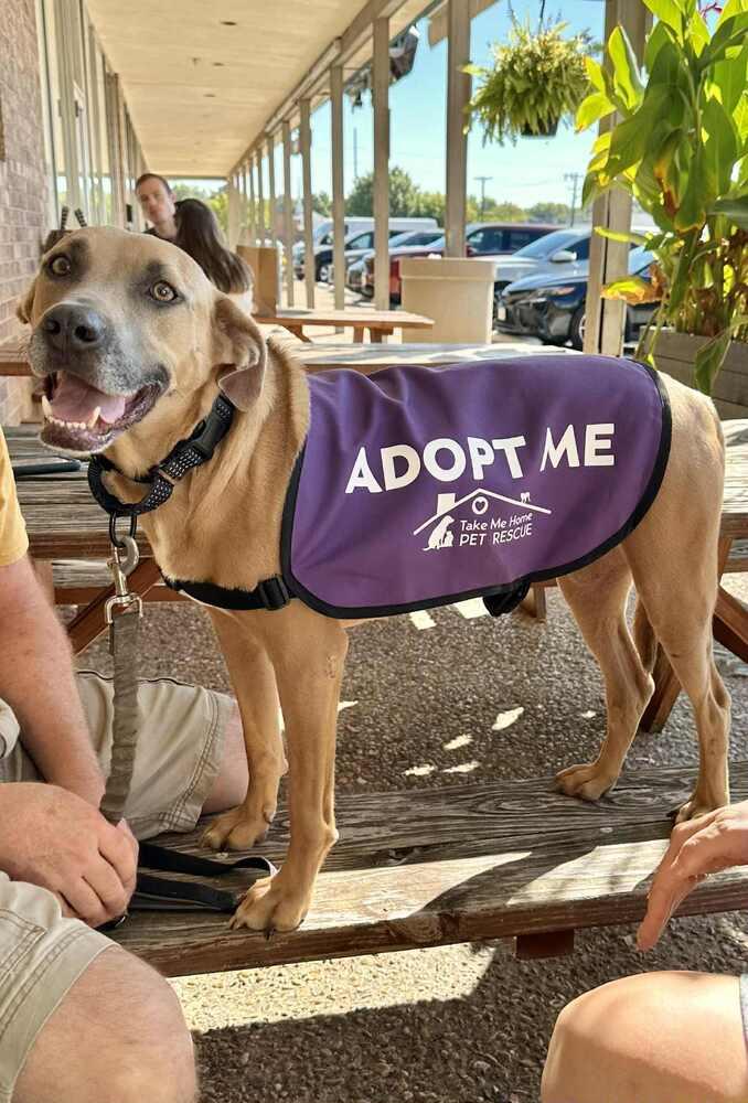 Enlarge Delilah, a Adoptable mixed breed in Richardson, TX image 4/6