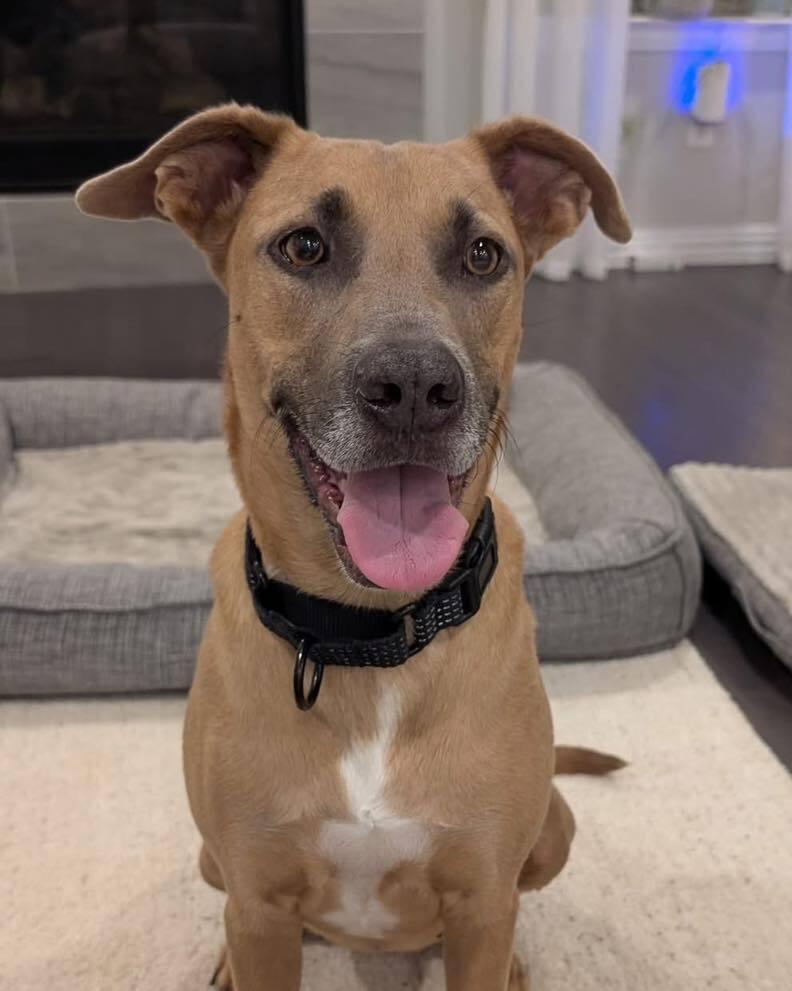 Enlarge Delilah, a Adoptable mixed breed in Richardson, TX image 5/6