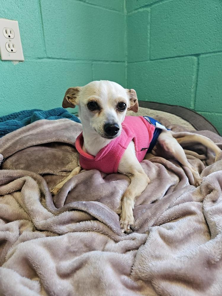 Sissy, Adoptable, Adult Female Chihuahua.