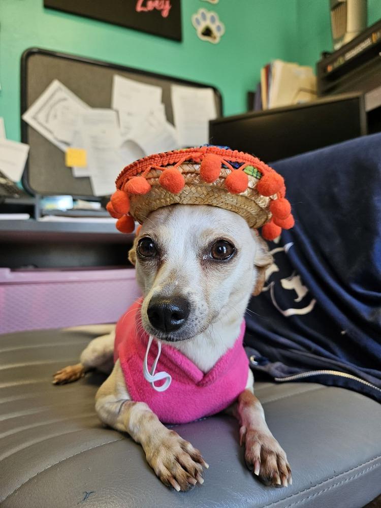 Enlarge Sissy, a Adoptable Chihuahua in Deerfield, WI image 2/2