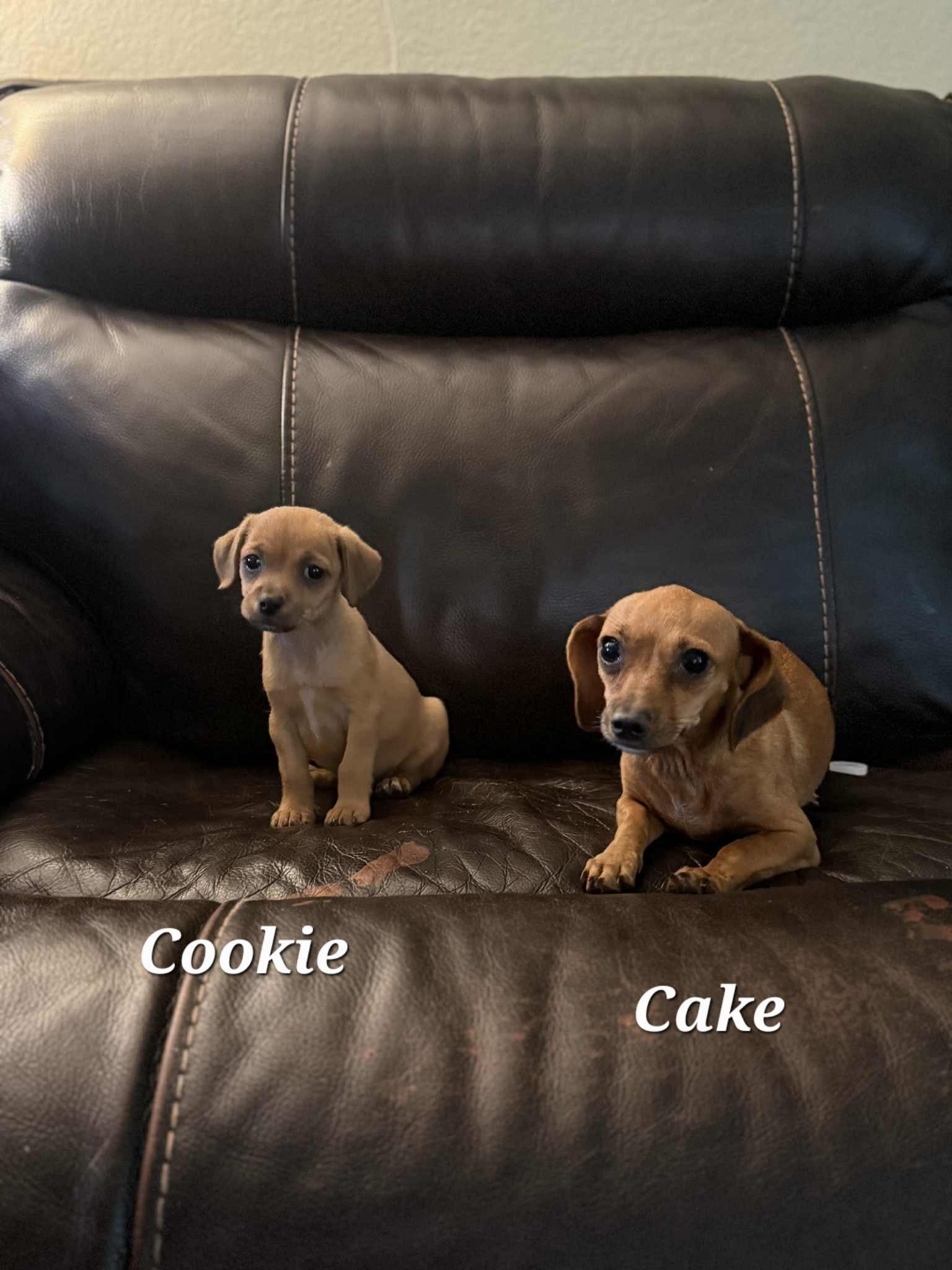 Cookie 4