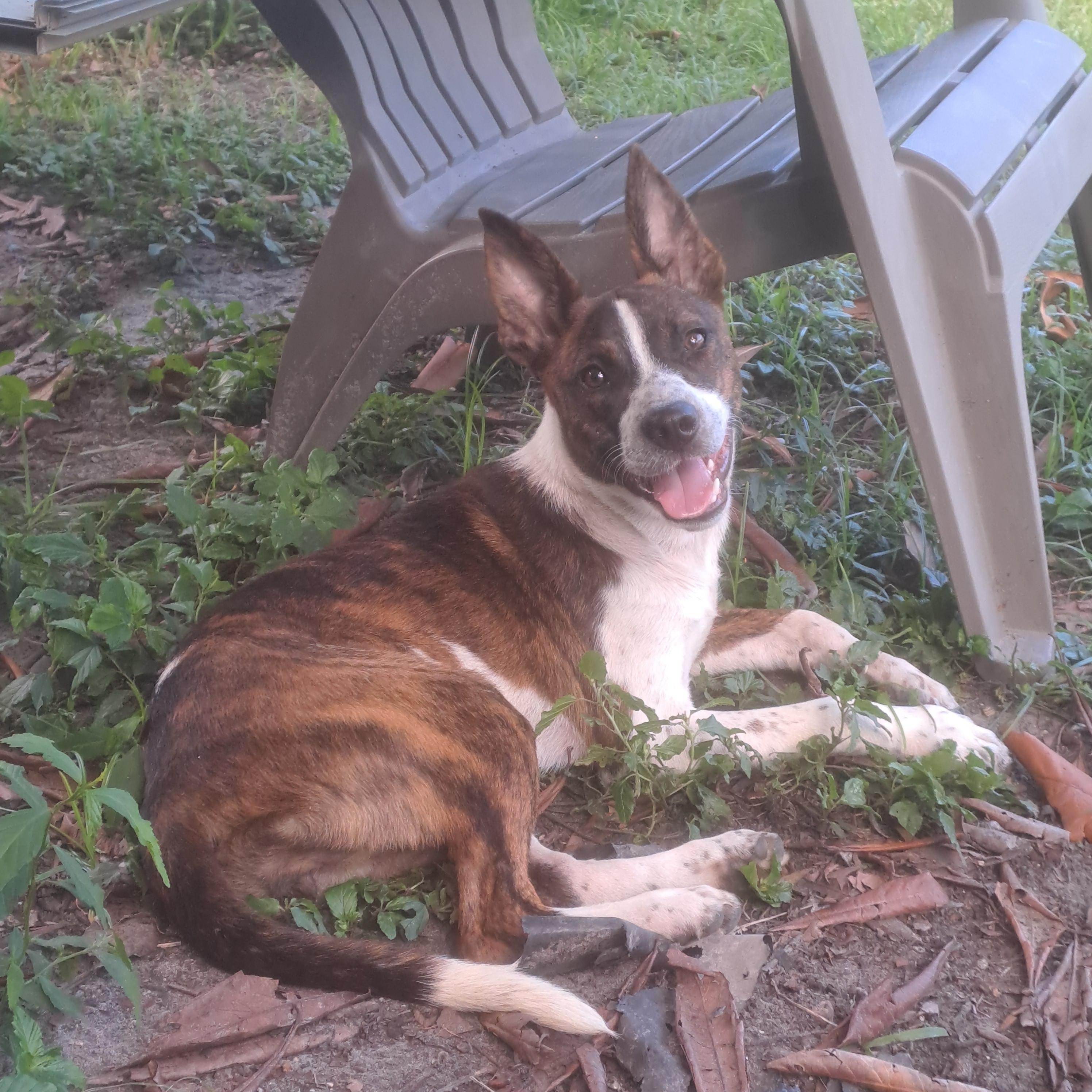 Enlarge Lucy, a ADOPTABLE mixed breed in Miami, FL image 2/3