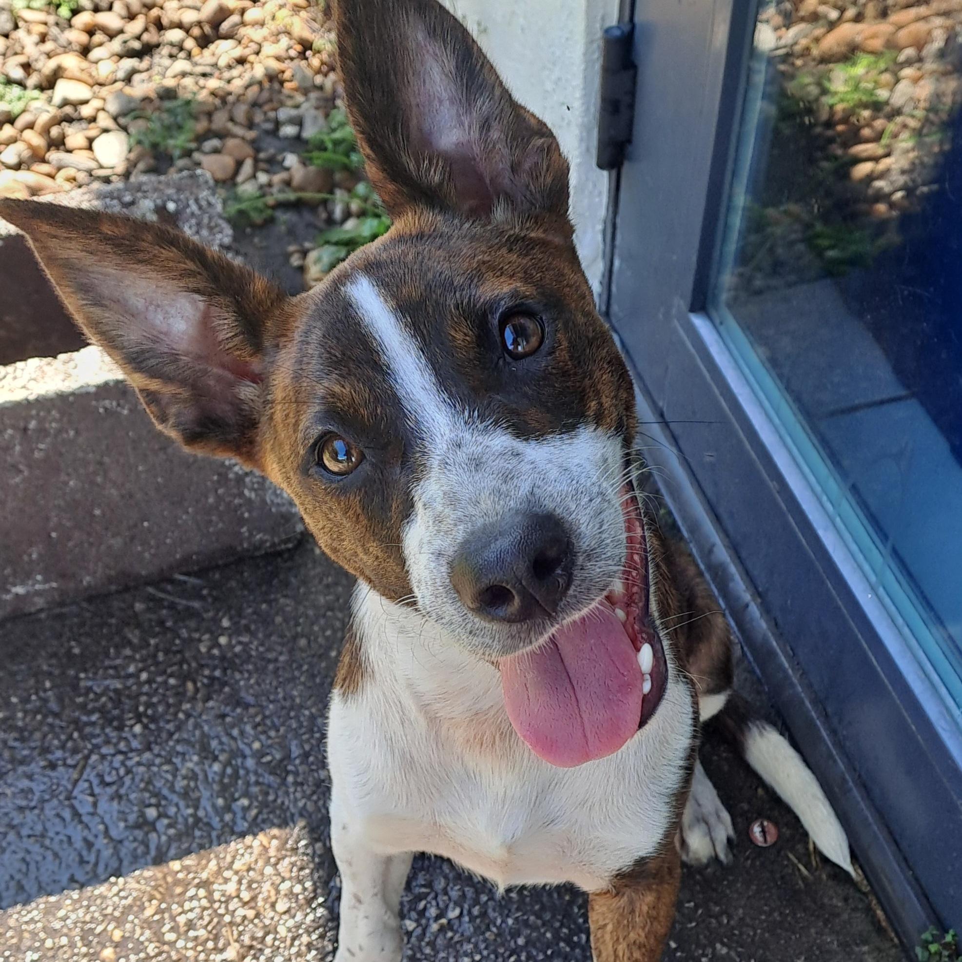 Lucy, ADOPTABLE, Puppy Female Basenji & Rat Terrier.