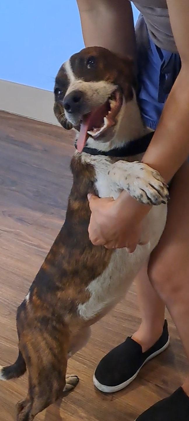 Enlarge Lucy, a ADOPTABLE mixed breed in Miami, FL image 3/3