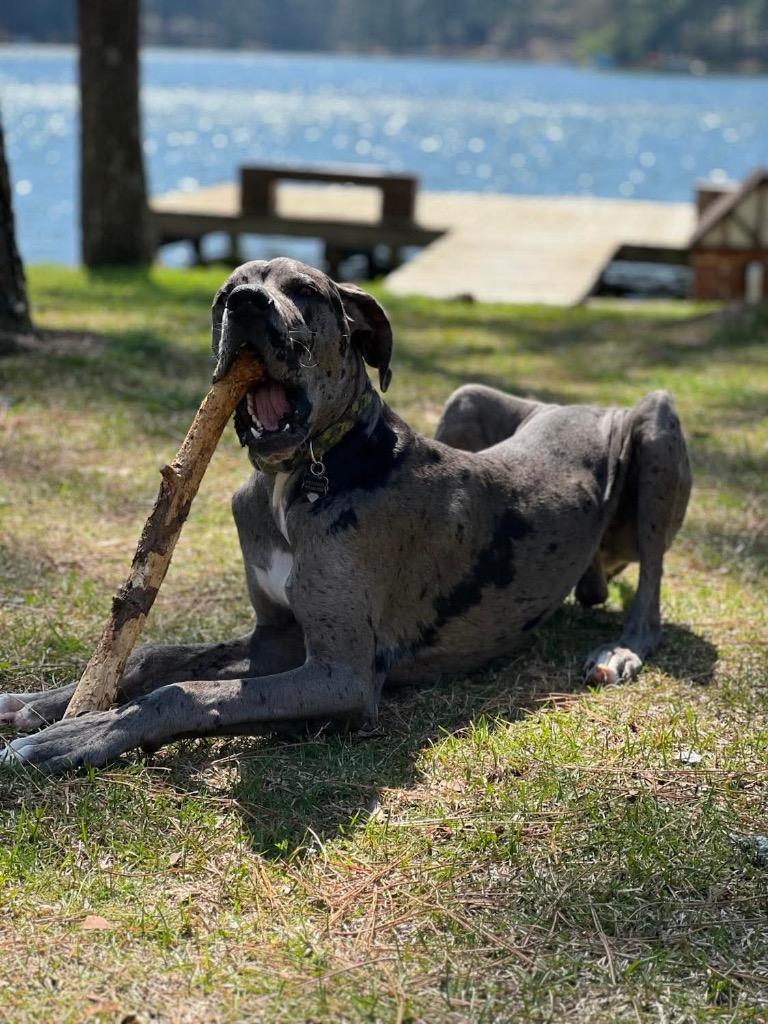 Hercules, Adoptable, Adult Male Great Dane.