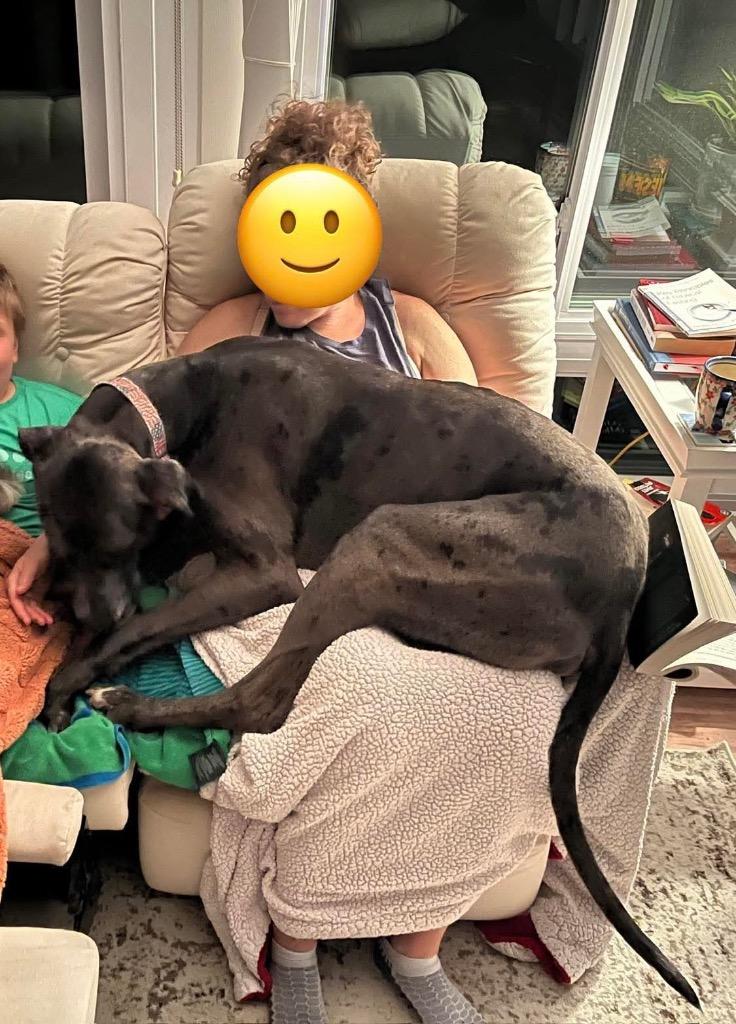 Hercules, a Adoptable Great Dane in Pittsburgh, PA image 2/6