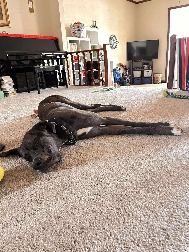 Hercules, a Adoptable Great Dane in Pittsburgh, PA image 3/6