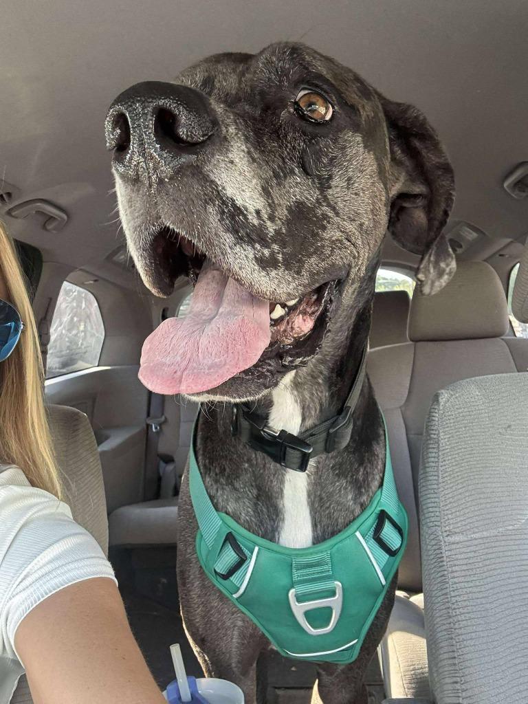 Hercules, a Adoptable Great Dane in Pittsburgh, PA image 4/6