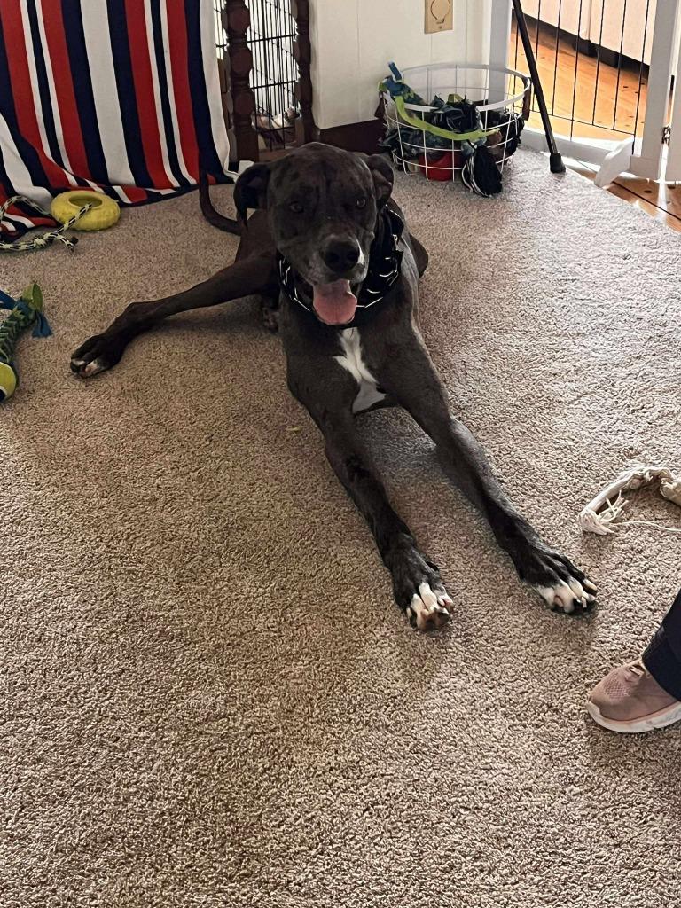 Hercules, a Adoptable Great Dane in Pittsburgh, PA image 5/6