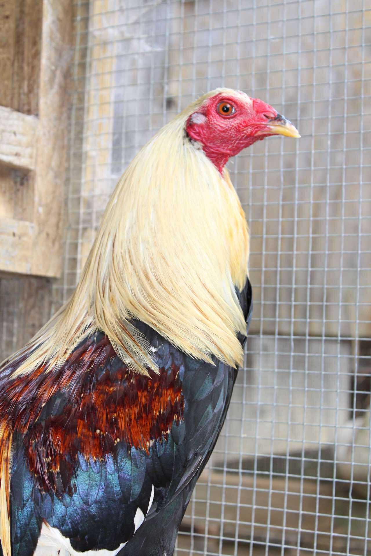 Lester 1