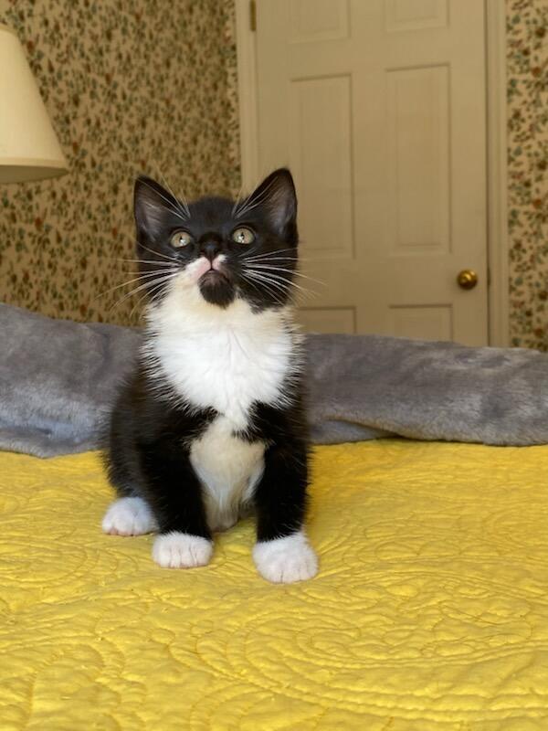 Camilla, adopted, Kitten Female Tuxedo.