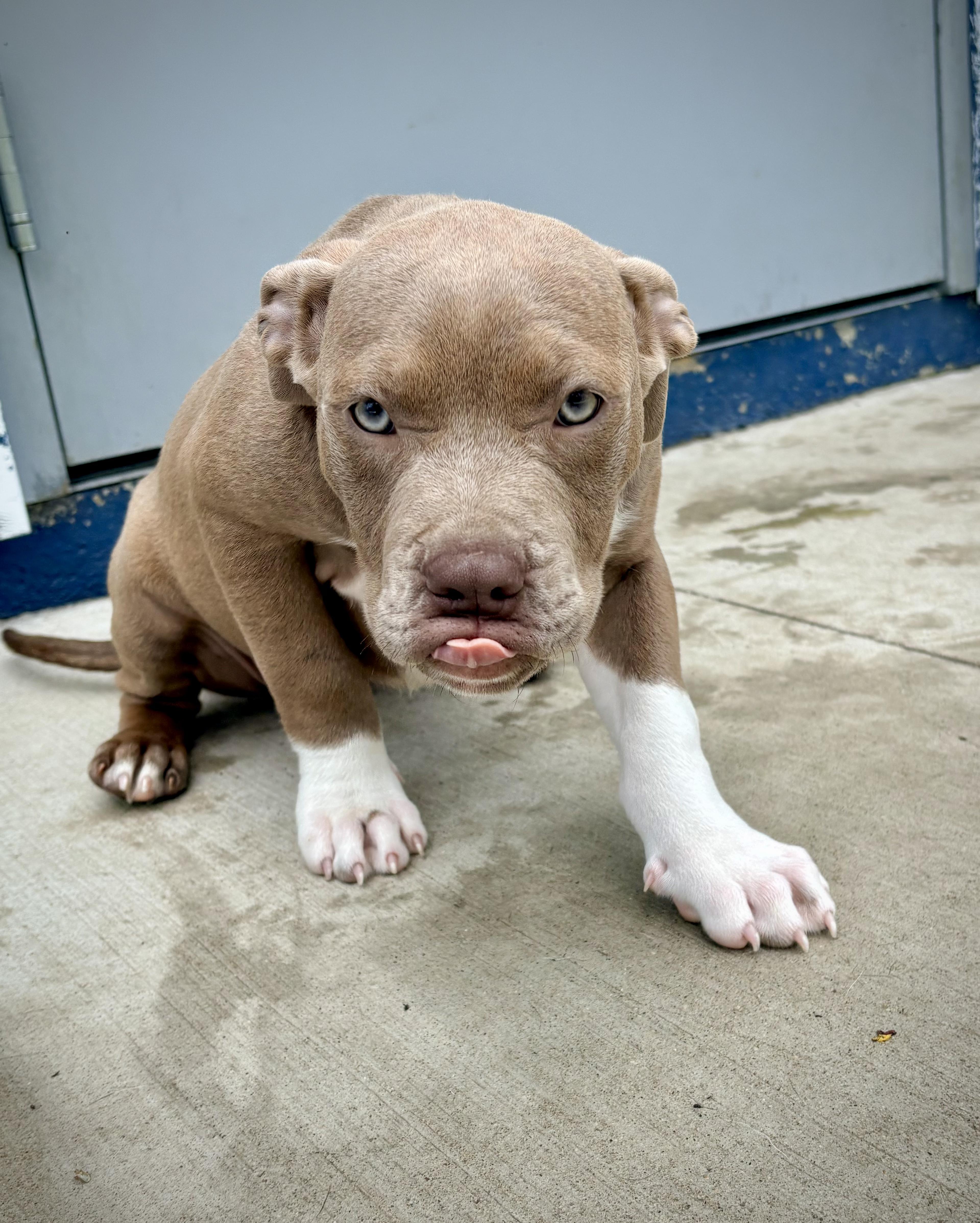 Hazel - In Foster, a ADOPTABLE Pit Bull Terrier in Kalamazoo, MI image 3/4