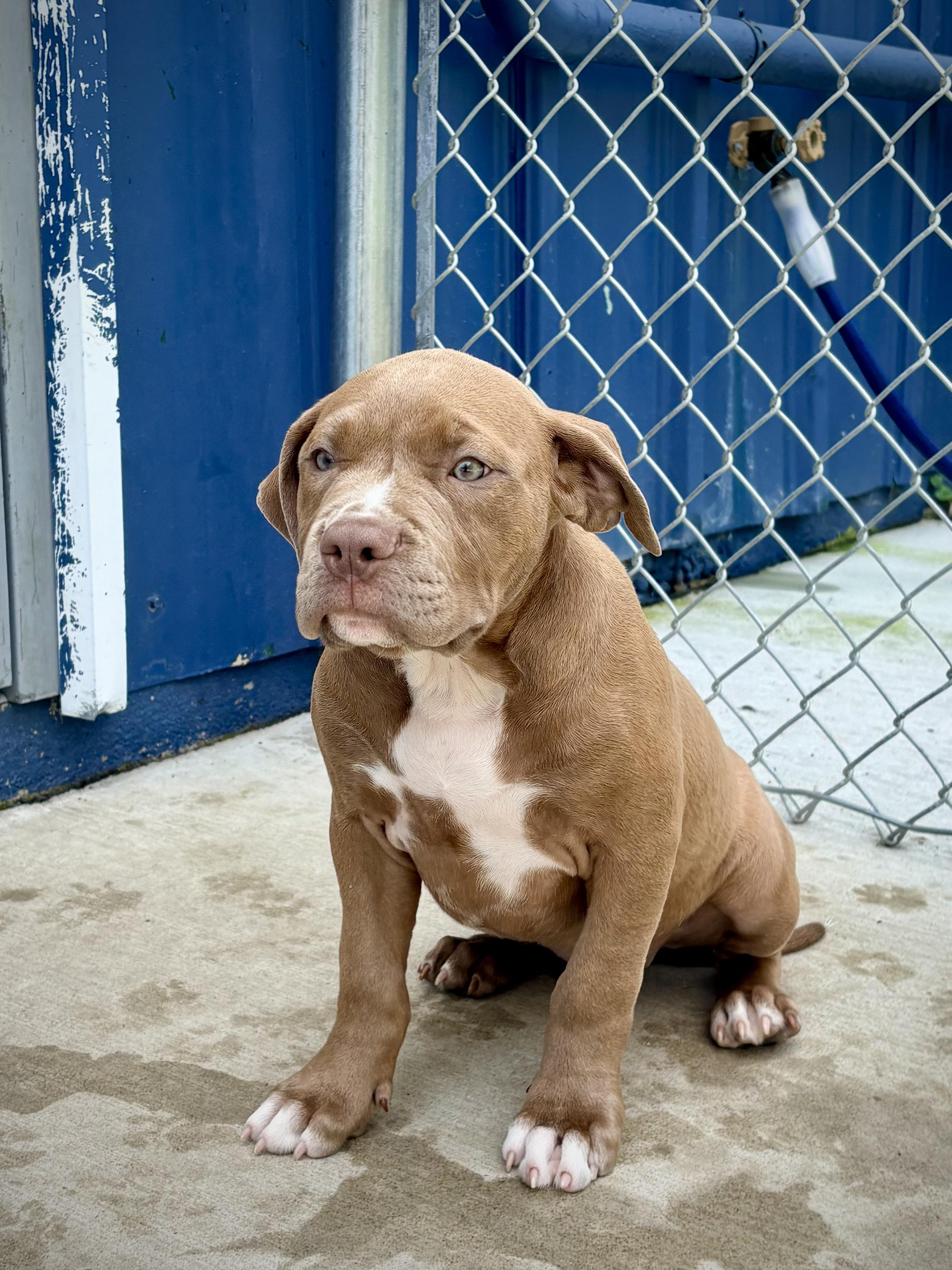Hazel - In Foster, a ADOPTABLE Pit Bull Terrier in Kalamazoo, MI image 2/4