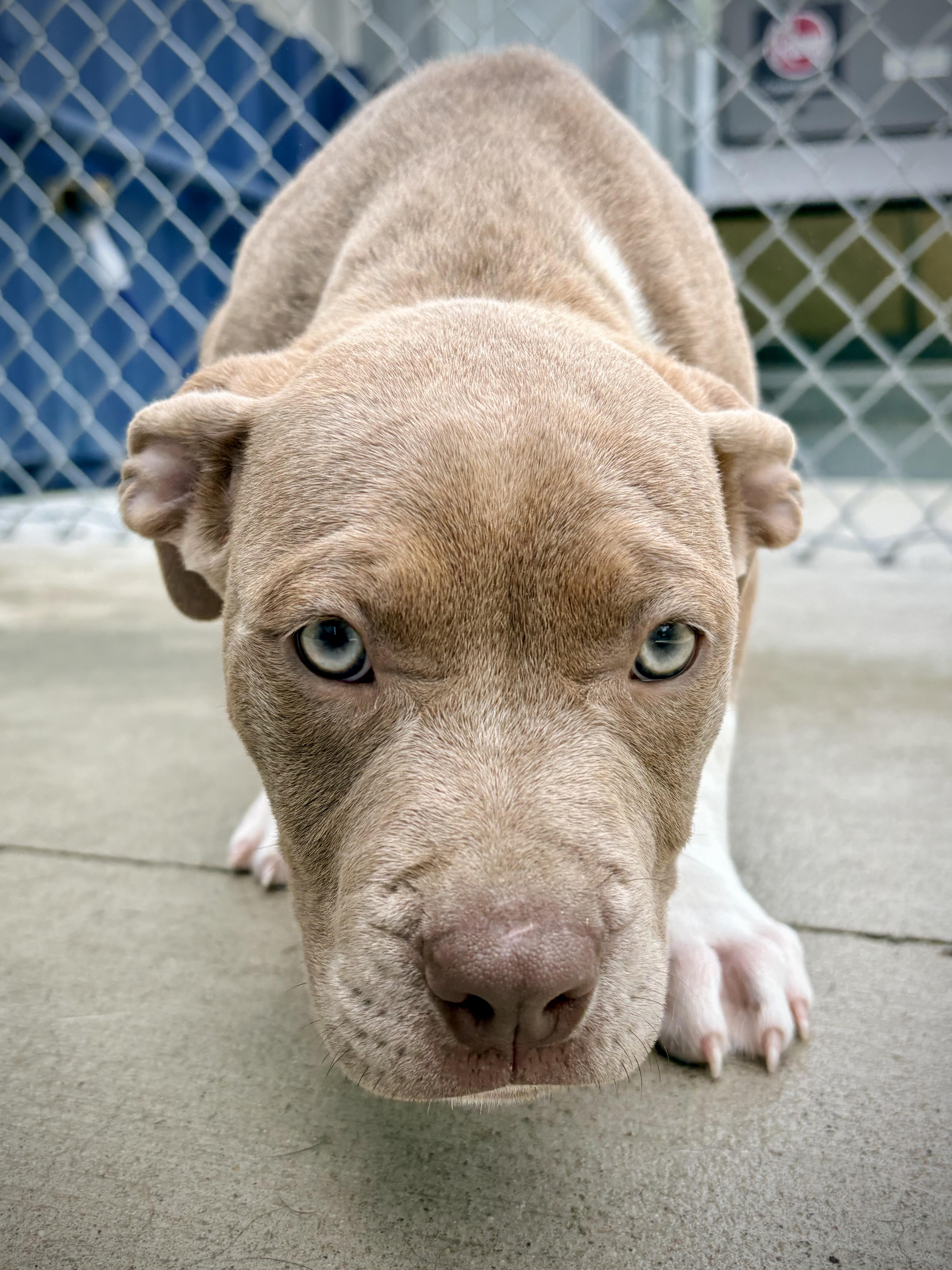 Hazel - In Foster, a ADOPTABLE Pit Bull Terrier in Kalamazoo, MI image 4/4