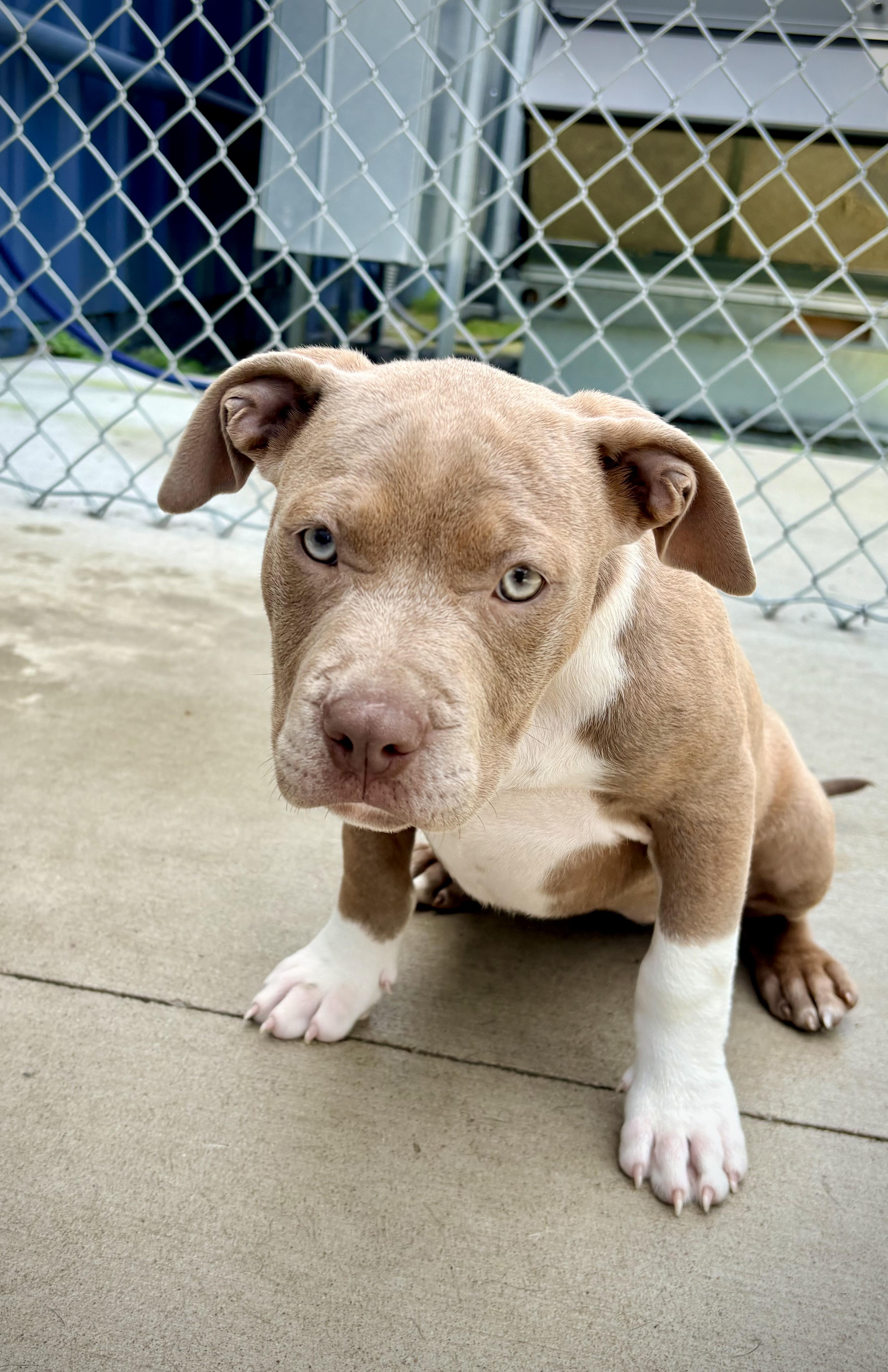 Hazel - In Foster, a ADOPTABLE Pit Bull Terrier in Kalamazoo, MI image 1/4