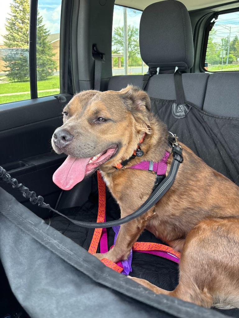 River, Adoptable, Adult Female Pit Bull Terrier & Golden Retriever.