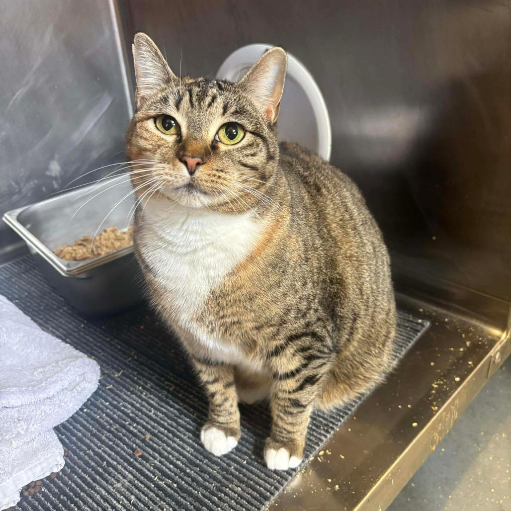 Snoopers, Adoptable, Adult Female Domestic Short Hair & American Bobtail.