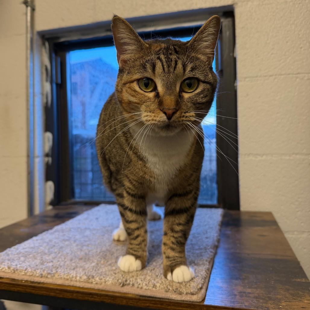 Snoopers, Adoptable, Adult Female Domestic Short Hair & American Bobtail.