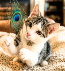Enlarge Tony, a Adoptable American Shorthair in Union City, NJ image 3/5