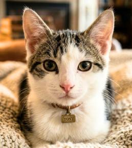 Enlarge Tony, a Adoptable American Shorthair in Union City, NJ image 1/5