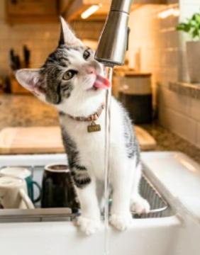 Enlarge Tony, a Adoptable American Shorthair in Union City, NJ image 4/5