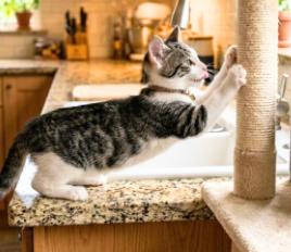Enlarge Tony, a Adoptable American Shorthair in Union City, NJ image 5/5