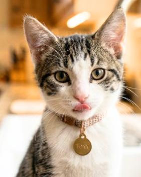 Enlarge Tony, a Adoptable American Shorthair in Union City, NJ image 2/5