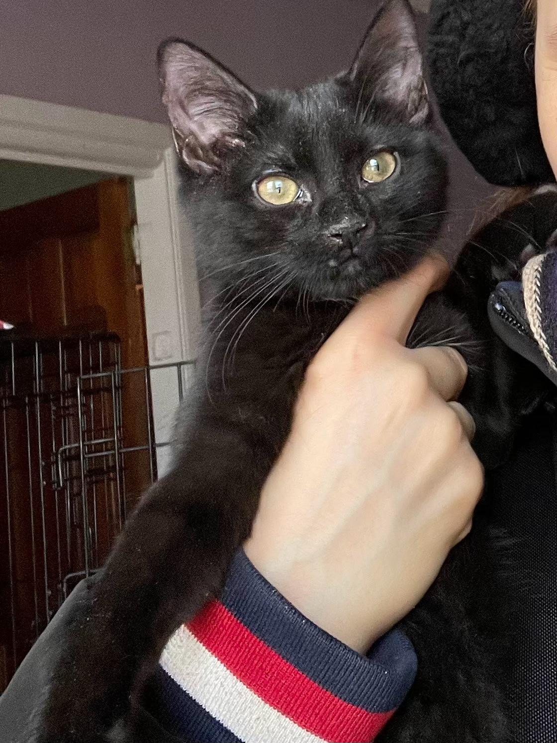 Enlarge Kiki, a ADOPTABLE Bombay in Brooklyn, NY image 2/4