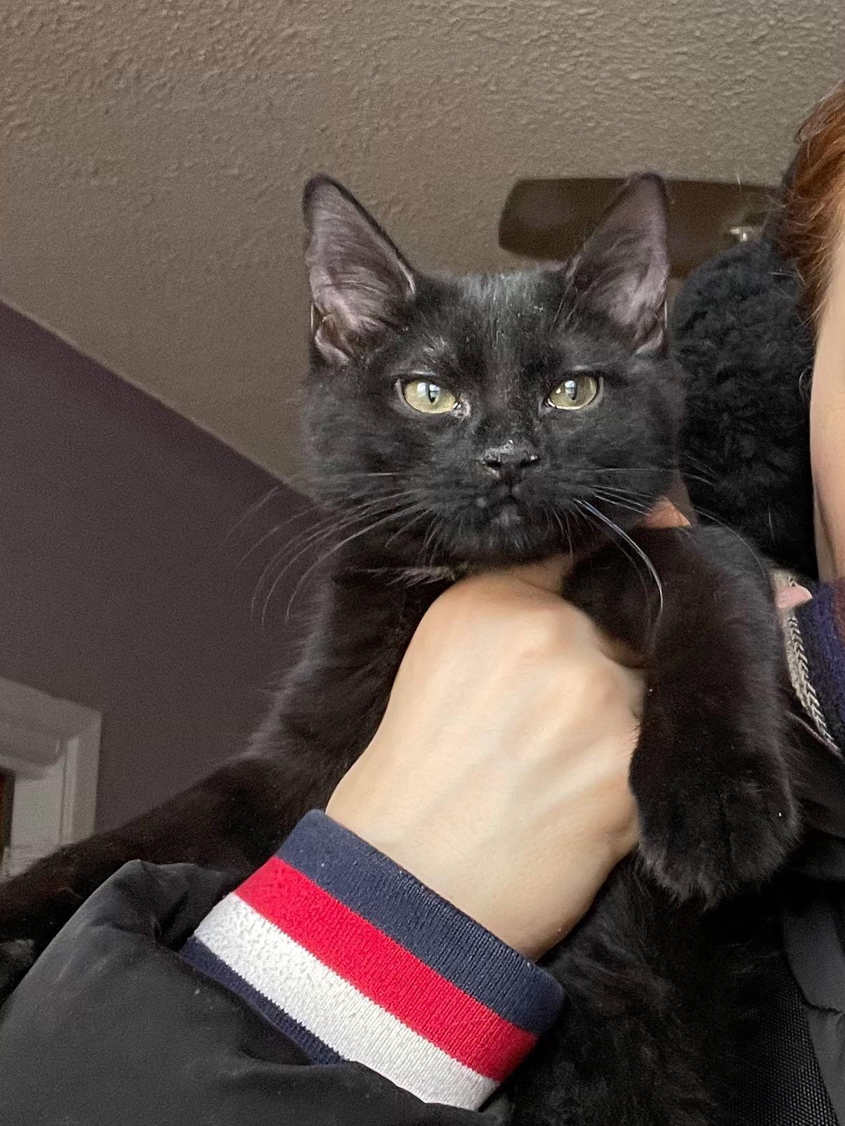 Enlarge Kiki, a ADOPTABLE Bombay in Brooklyn, NY image 3/4