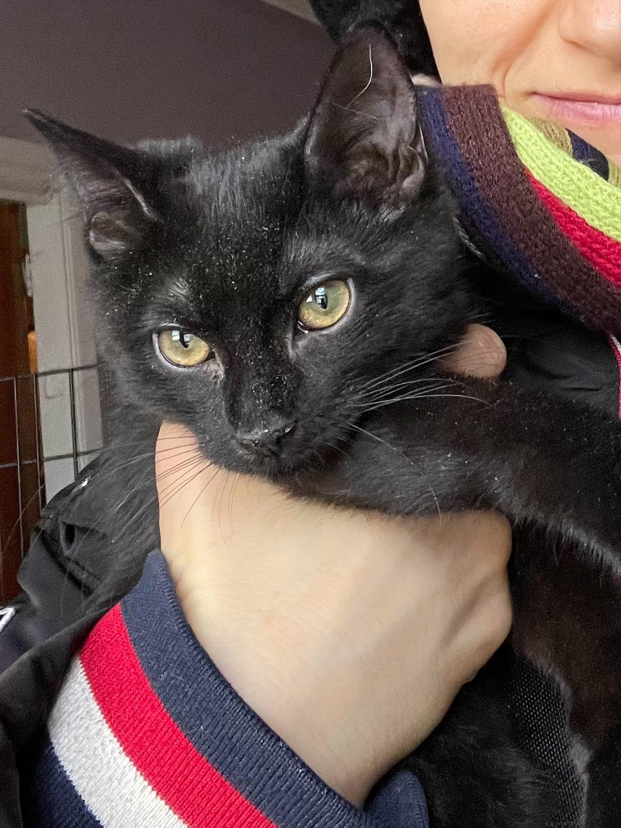 Enlarge Kiki, a ADOPTABLE Bombay in Brooklyn, NY image 4/4