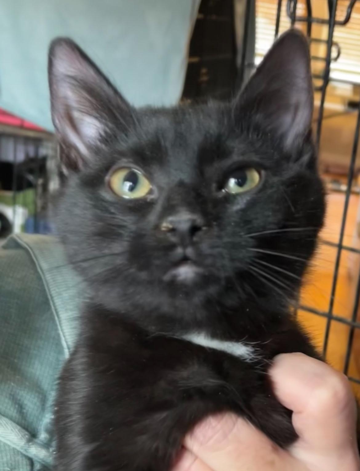 Enlarge Kiki, a ADOPTABLE Bombay in Brooklyn, NY image 1/4