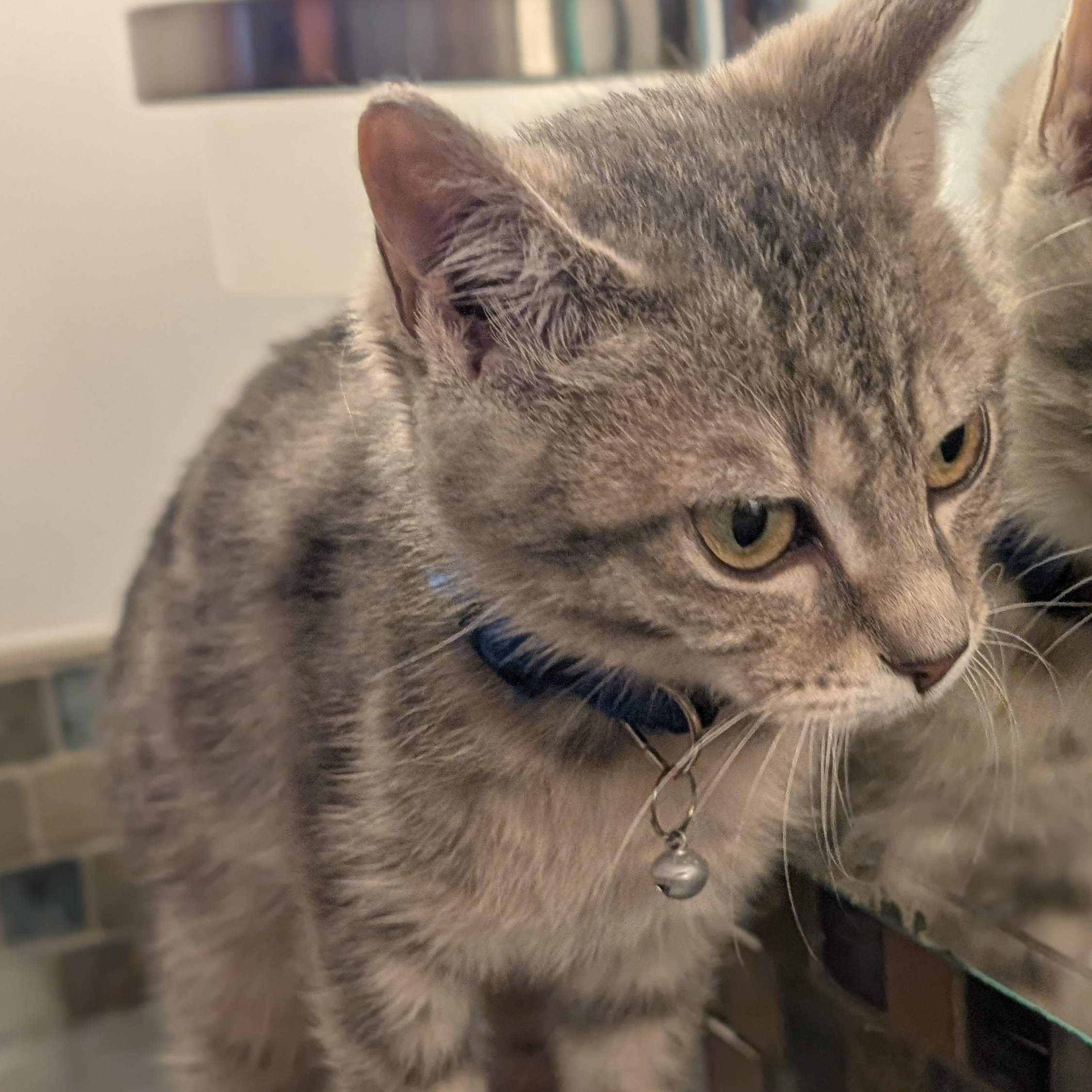 Enlarge Otis, an adopted Domestic Short Hair in Burlington, VT image 5/5