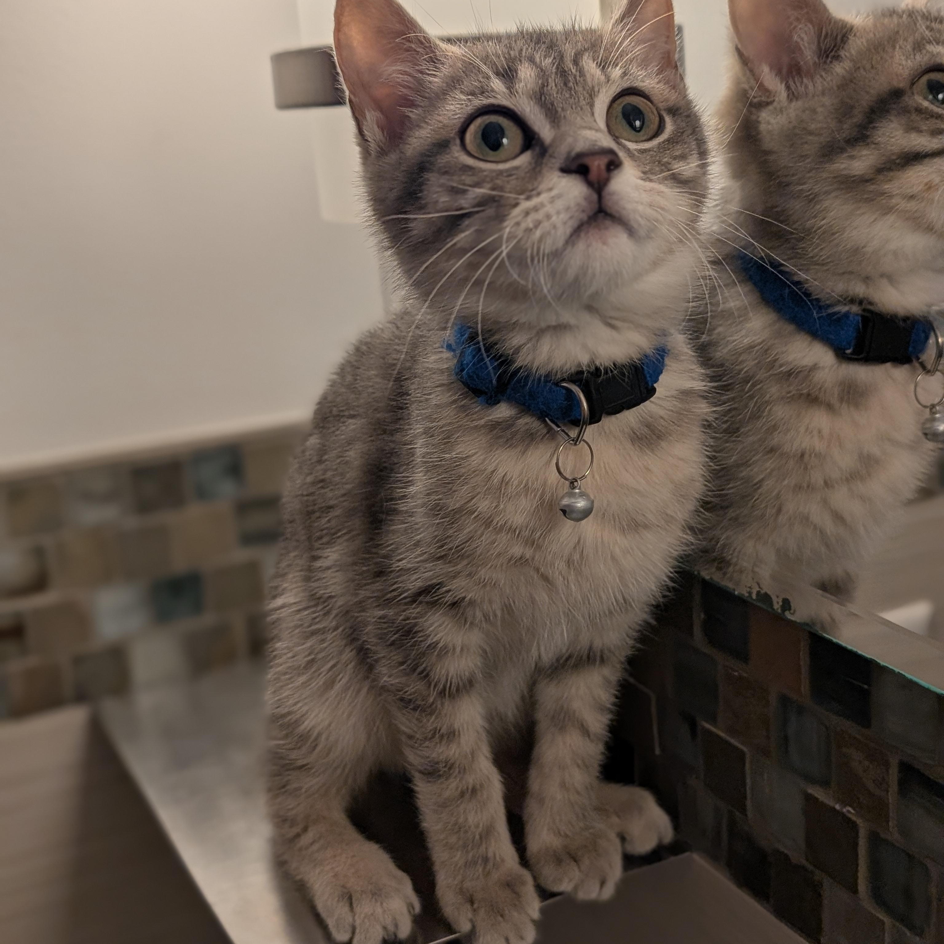 Enlarge Otis, an adopted Domestic Short Hair in Burlington, VT image 4/5