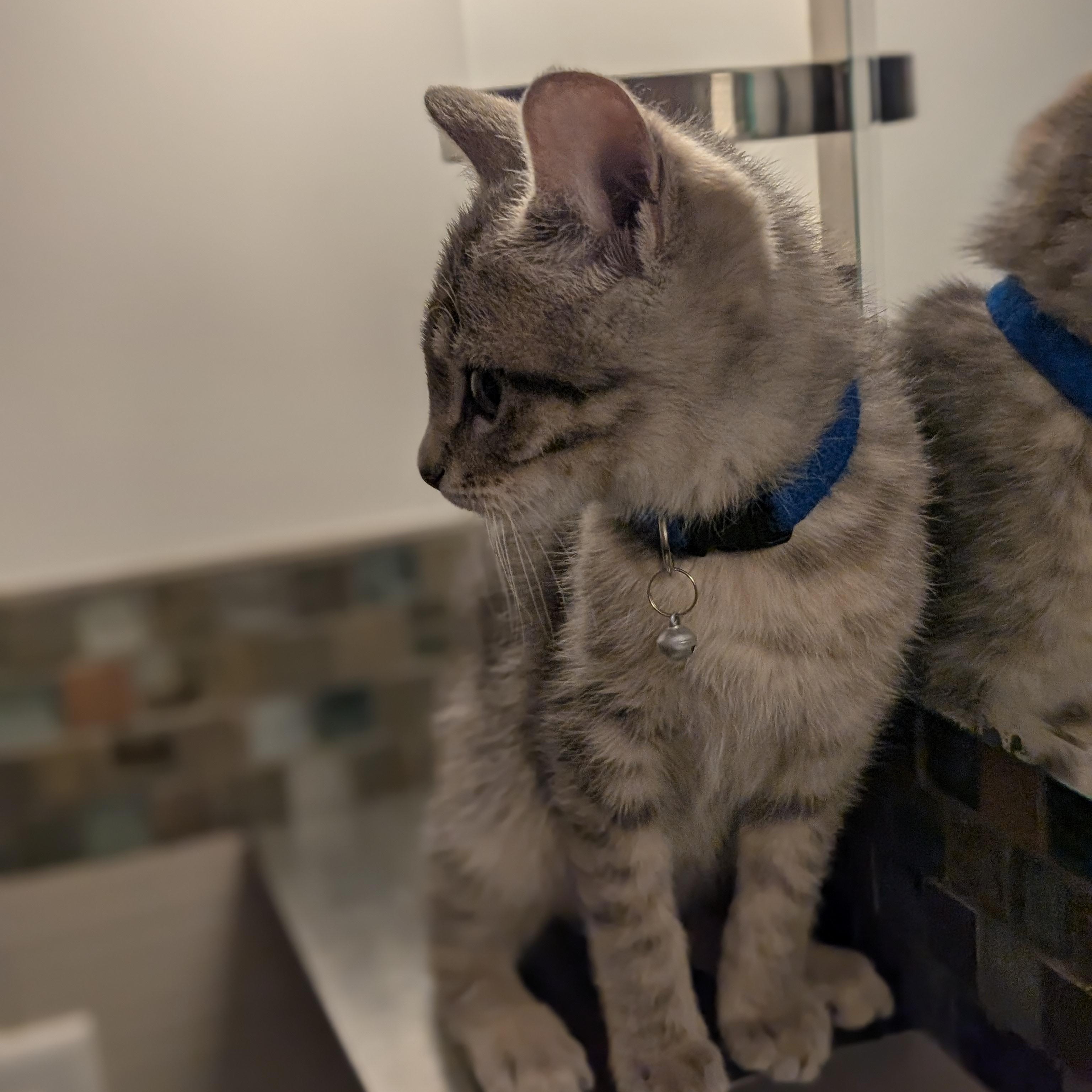 Enlarge Otis, an adopted Domestic Short Hair in Burlington, VT image 2/5