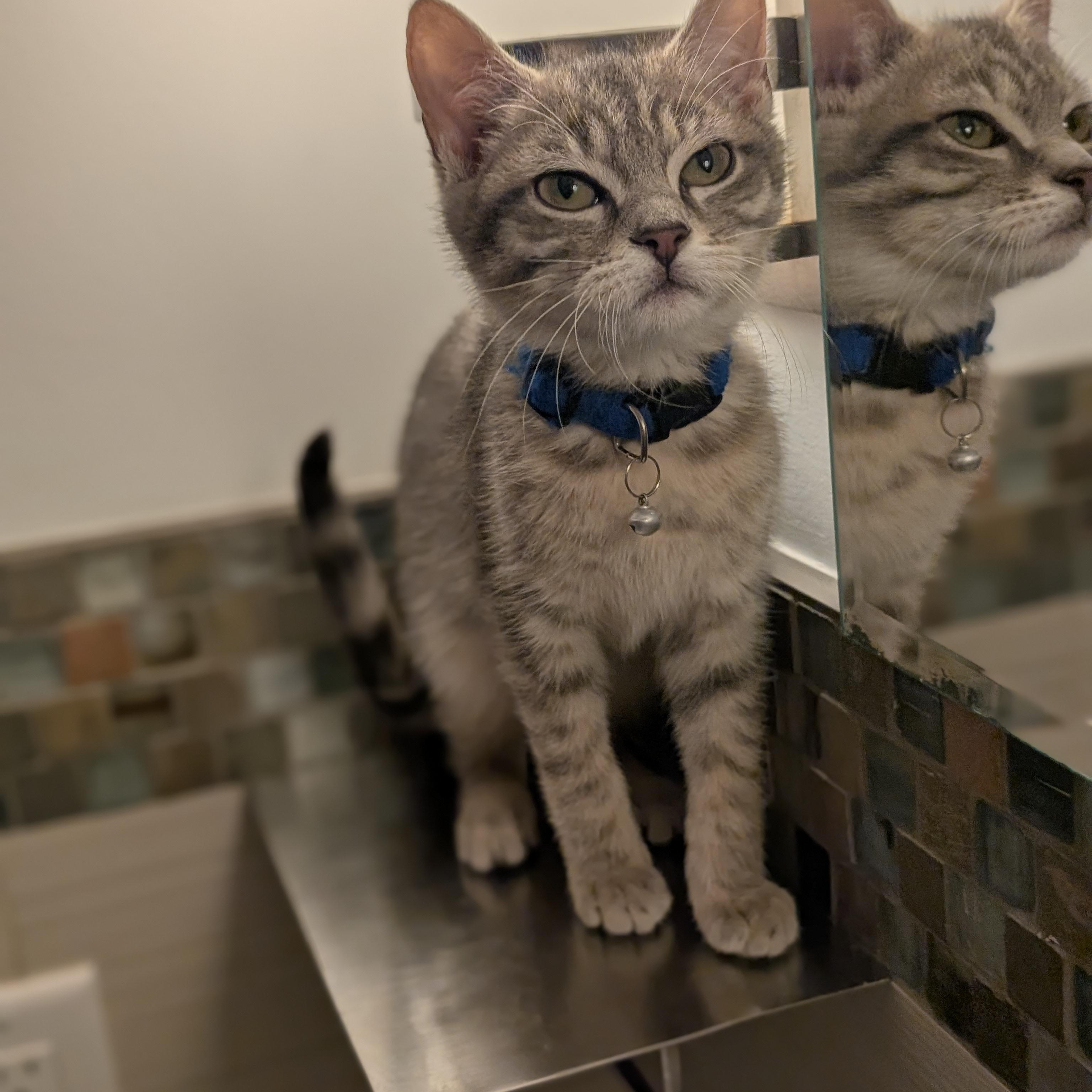 Enlarge Otis, an adopted Domestic Short Hair in Burlington, VT image 3/5