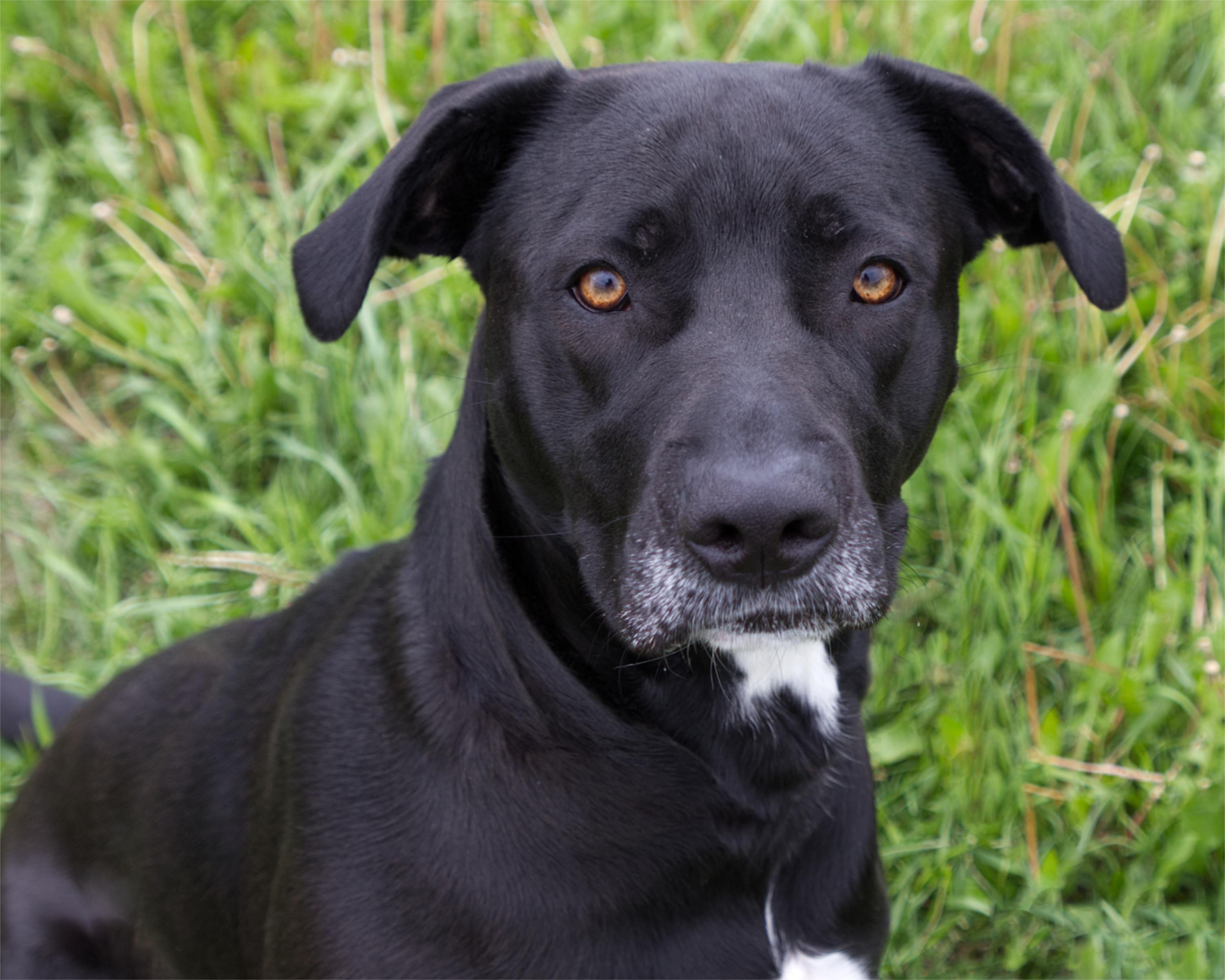Enlarge Karma, an adoptable mixed breed in Winnipeg, MB image 1/3