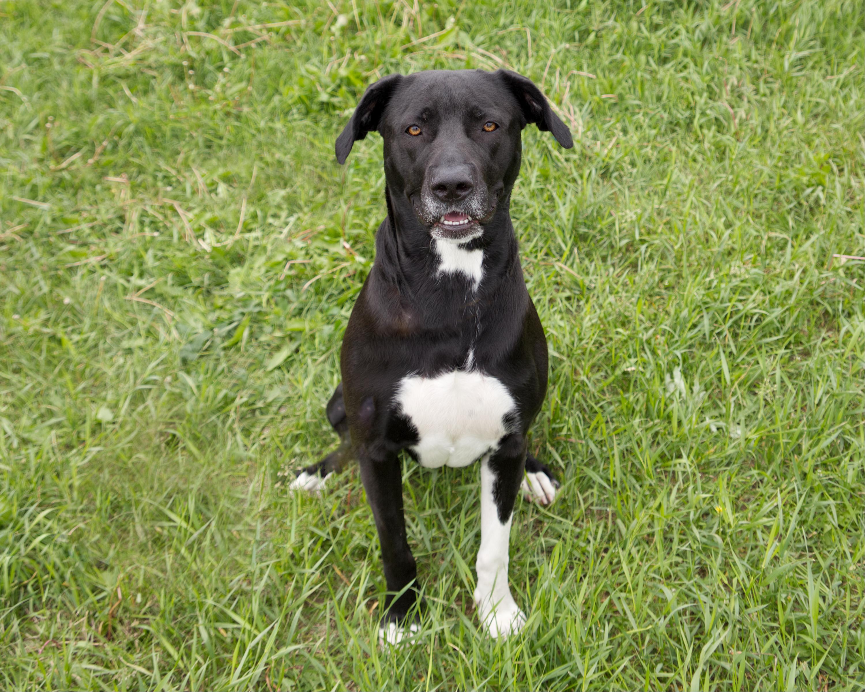 Enlarge Karma, an adoptable mixed breed in Winnipeg, MB image 3/3