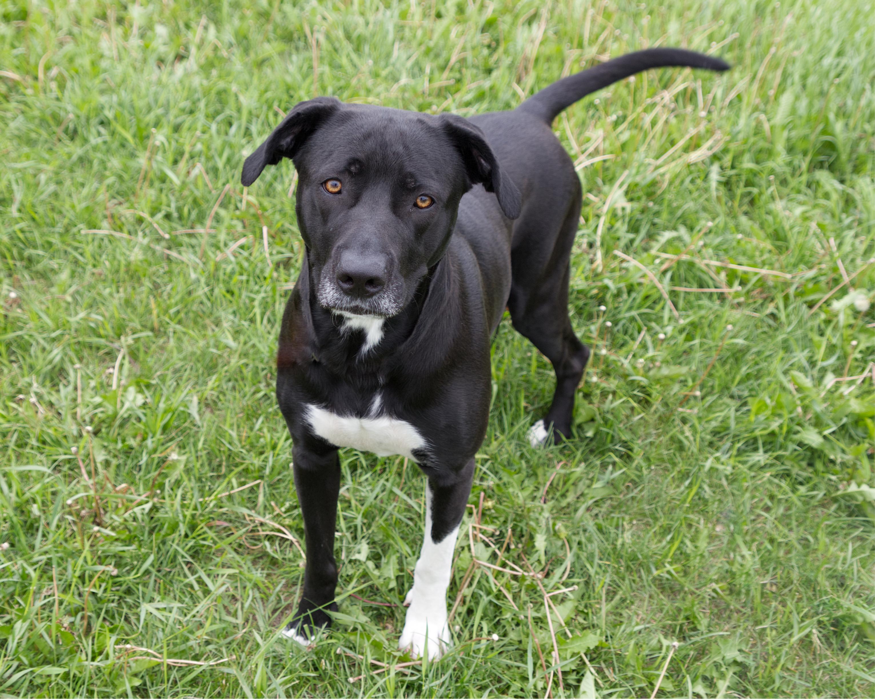 Enlarge Karma, an adoptable mixed breed in Winnipeg, MB image 2/3